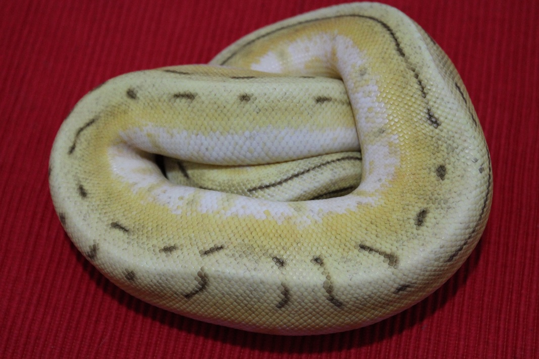 0.1 butter spinner..JPG