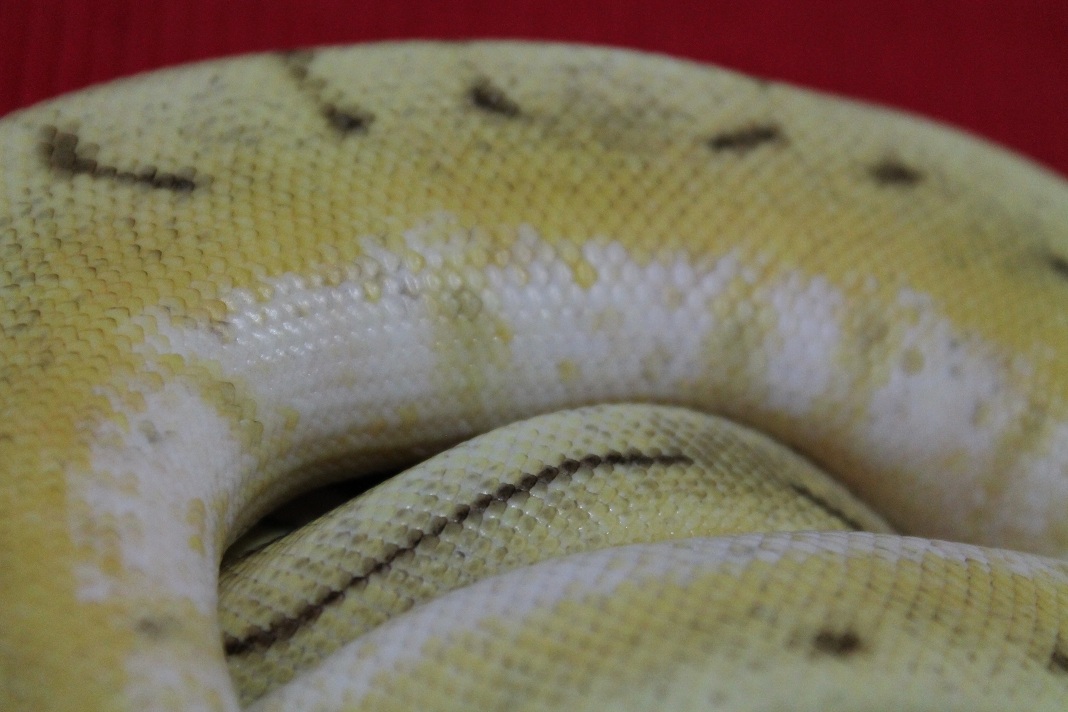 0.1 butter spinner....JPG