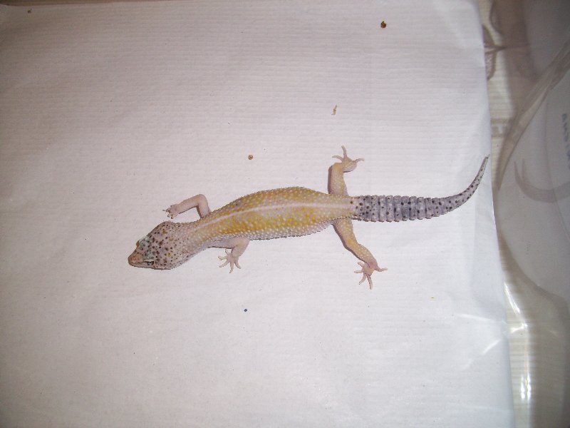 0.1 engima het raptor1.jpg