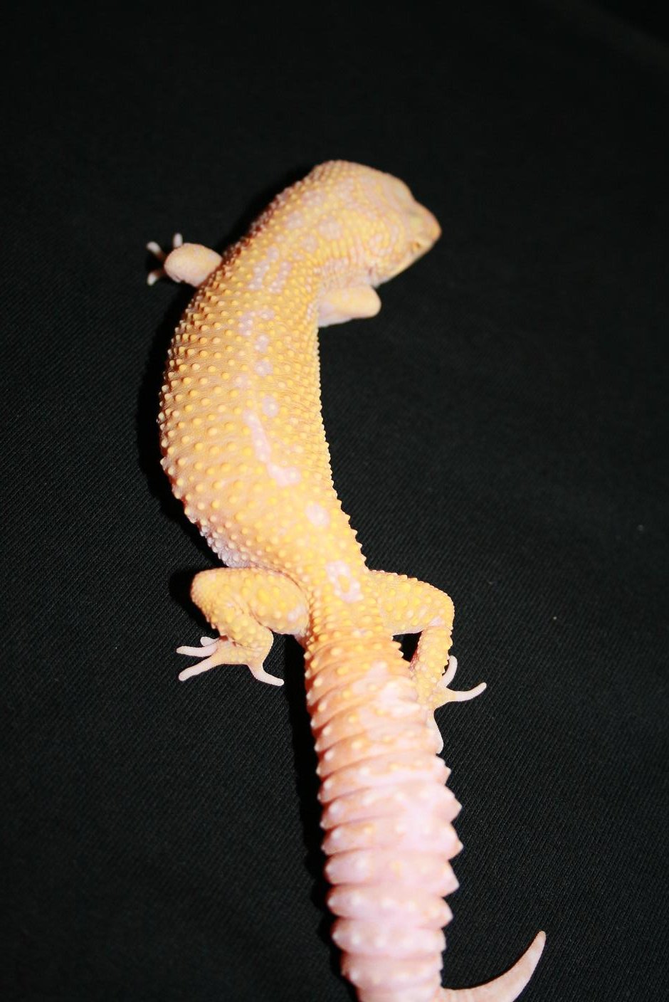 0.1 jungle albina (3).JPG