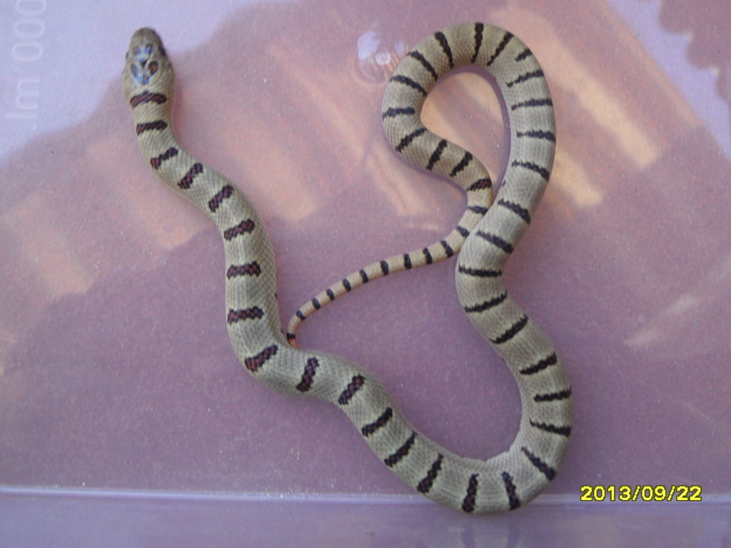 0.1 Lampropeltis mexicana thayeri
