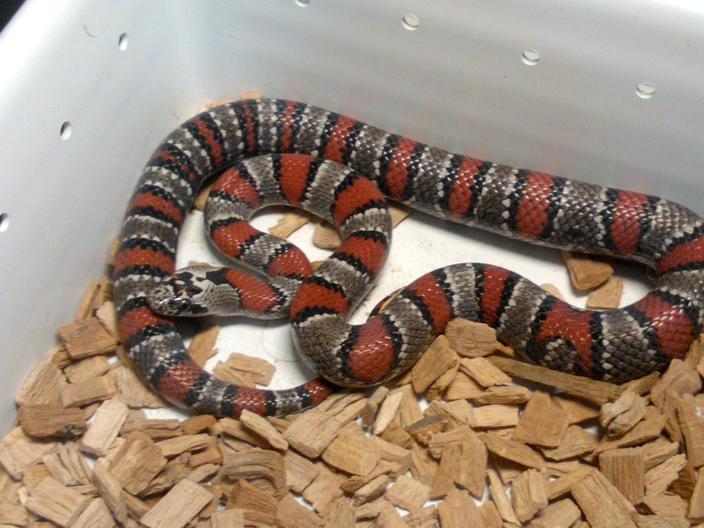 0.1 Lampropeltis mexicana thayeri