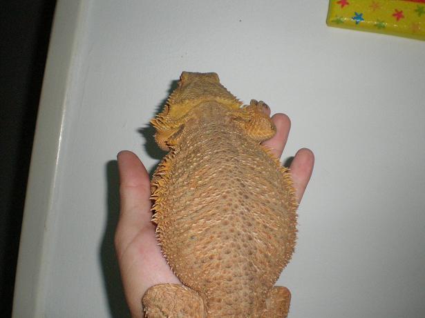 0.1 naranja 2 net.jpg