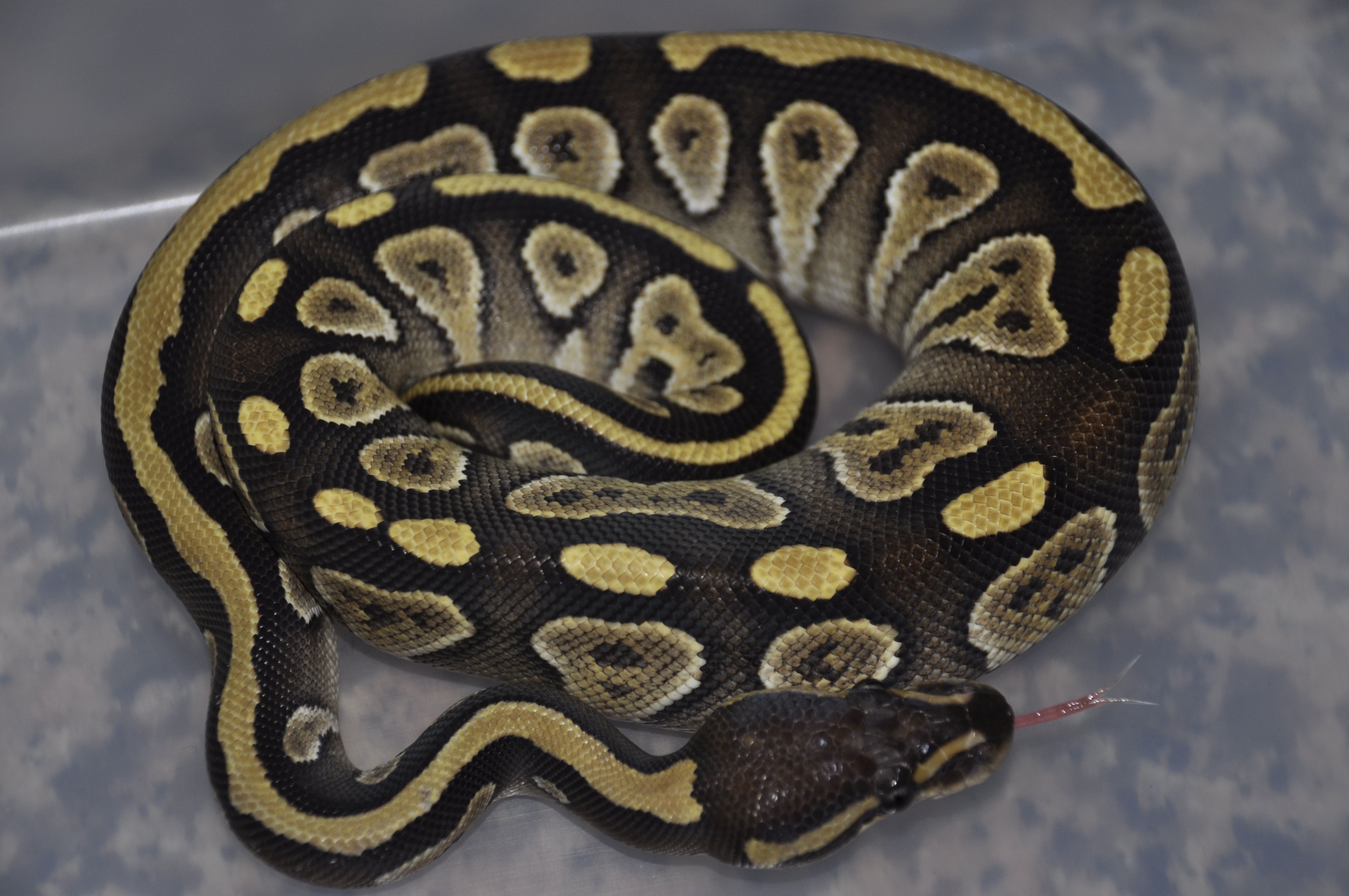 0.1 Python Regius Mojave Het ghost.jpg