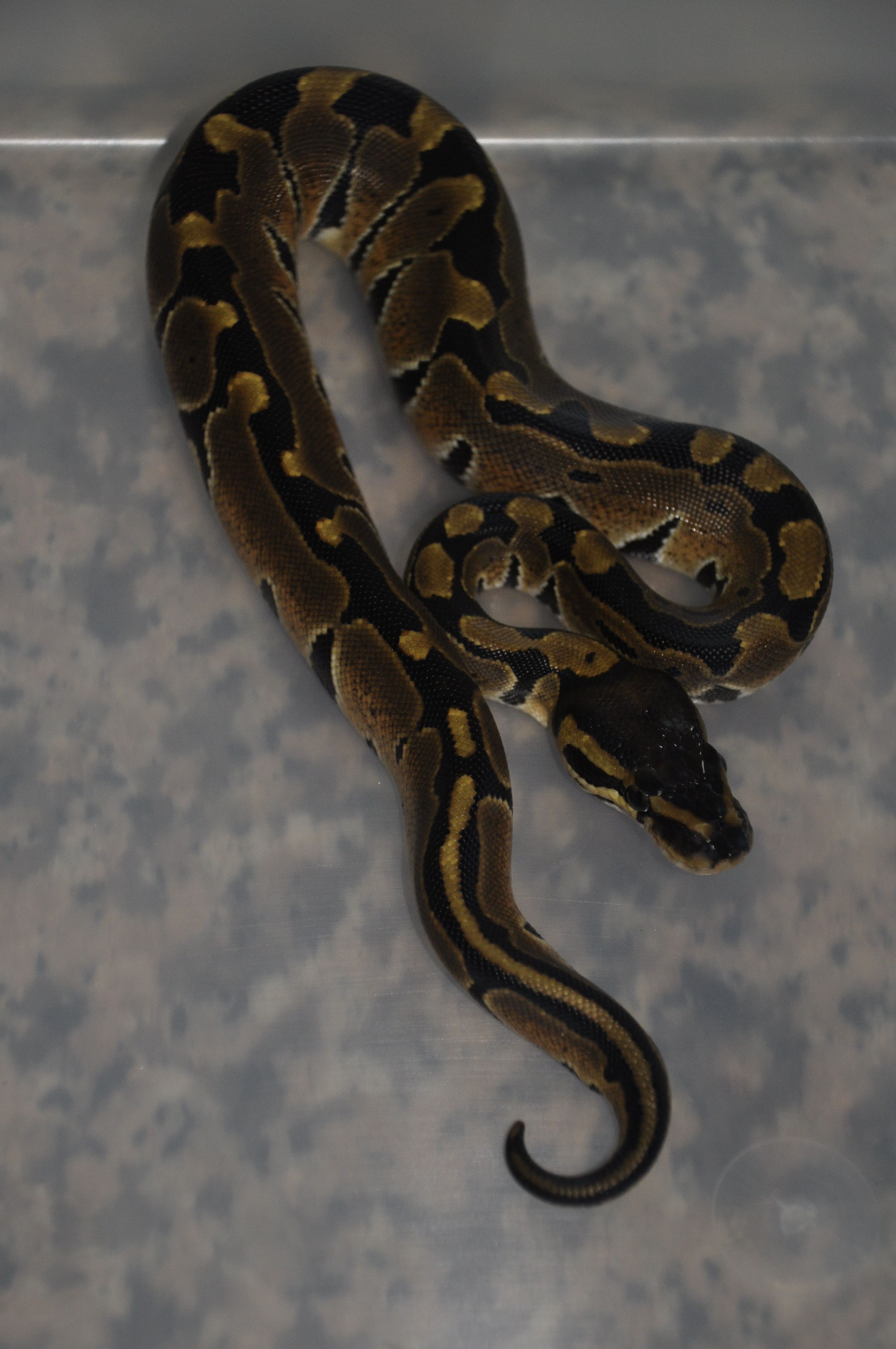 0.1 Python Regius Nominal 100% Het Albino.jpg