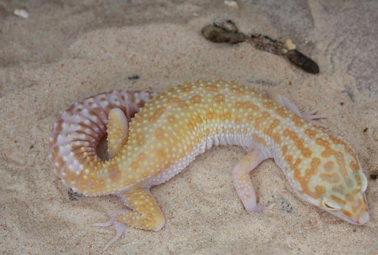 0.1 RAPTOR het DB.JPG