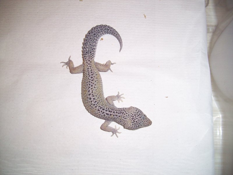 0.1 snow engima het raptor 1.jpg