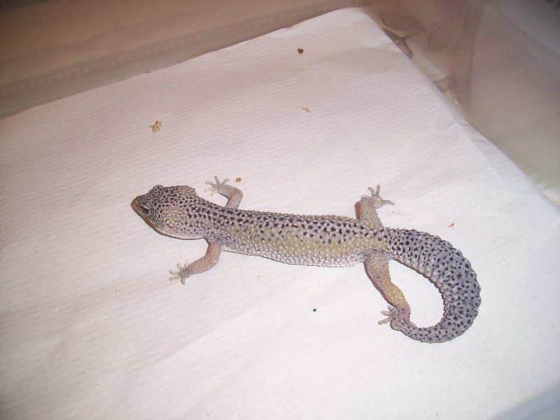 0.1 snow engima het raptor.jpg