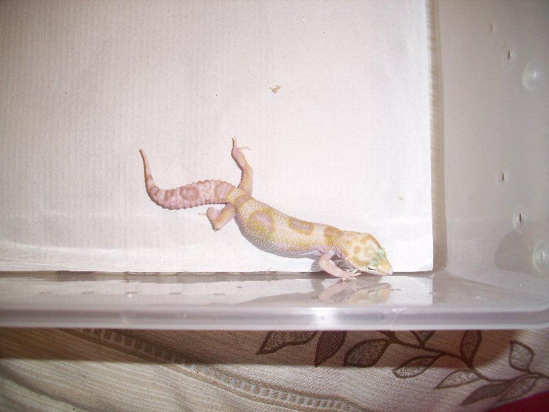 0.1 snow raptor het Db.jpg