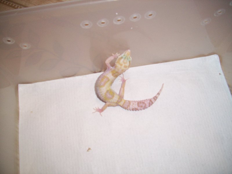 0.1 Snow raptor het Db1.jpg