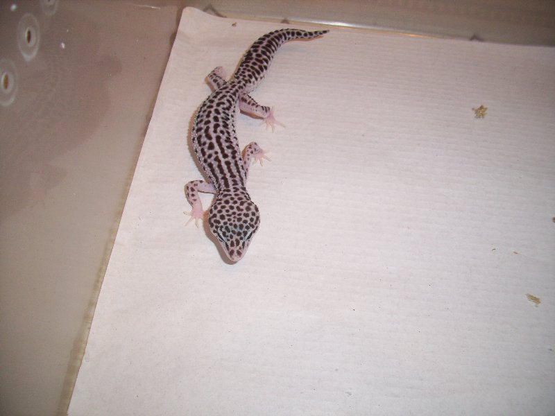 0.1 super snow het raptor poss het Db1.jpg
