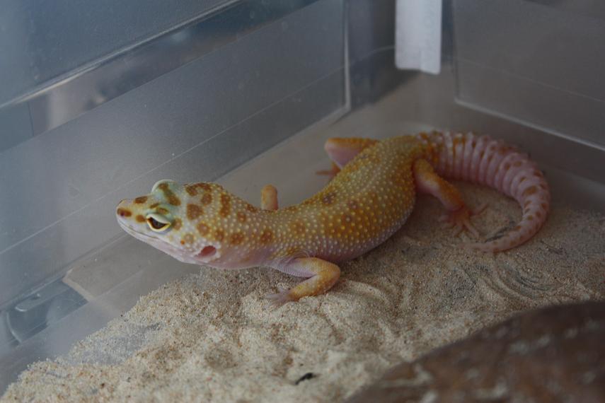 0.1 TREMPER ENIGMA het ECLIPSE.JPG