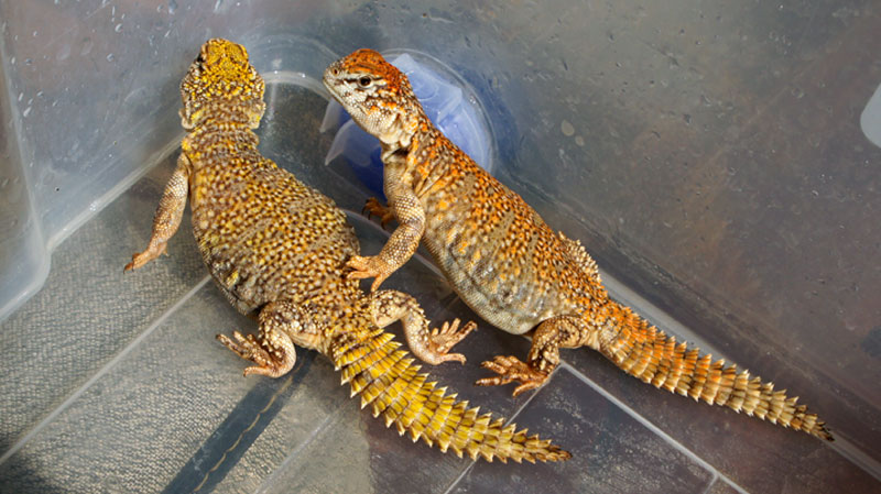 00 acanthinura varios 2013