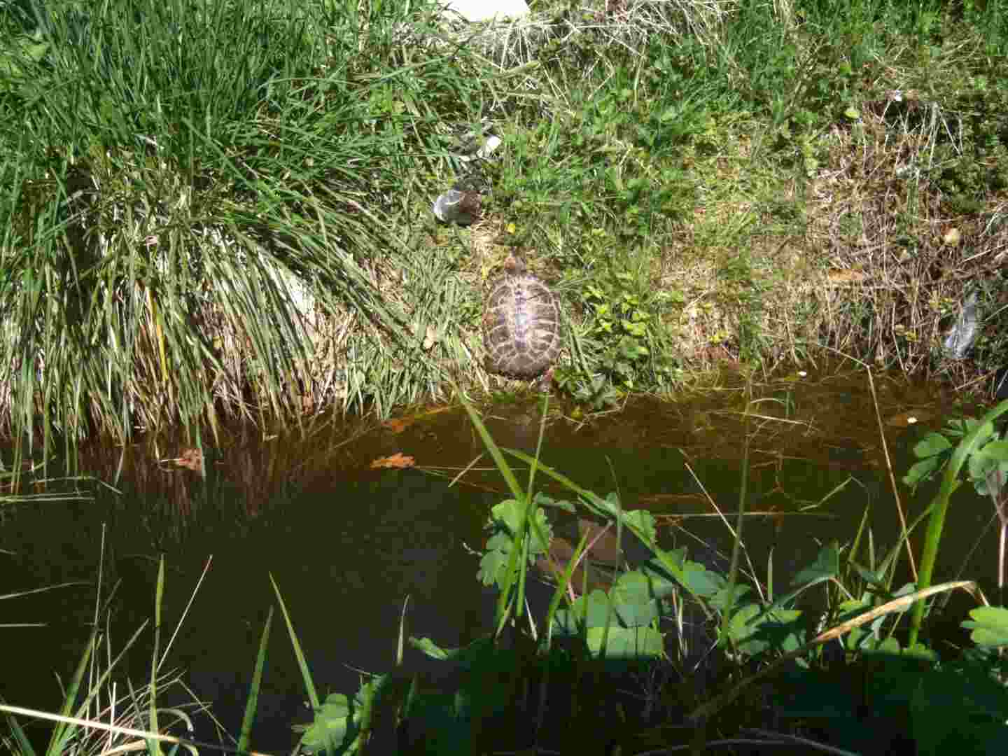 005 [horsfieldi].jpg