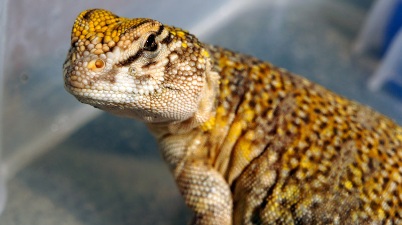 01 acanthinura varios 2013