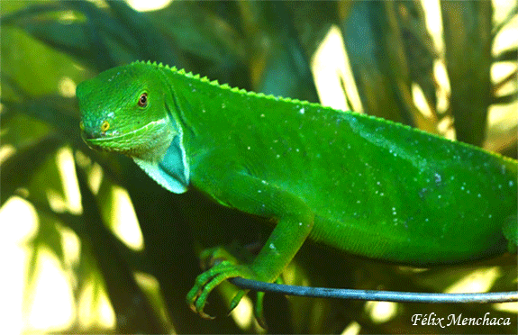 01 Foto recortada.gif