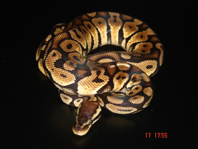 01.Lemon pastel(17.01.08).JPG