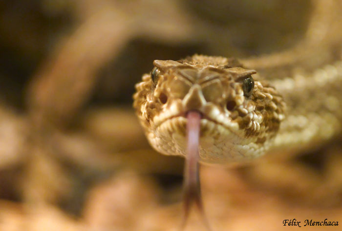 01. Nat. Misteriosa.jpg