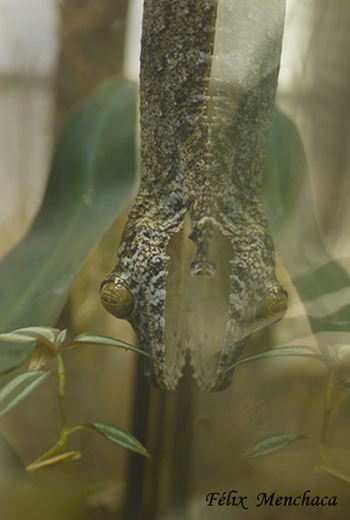 01.  Nat. Misteriosa..jpg