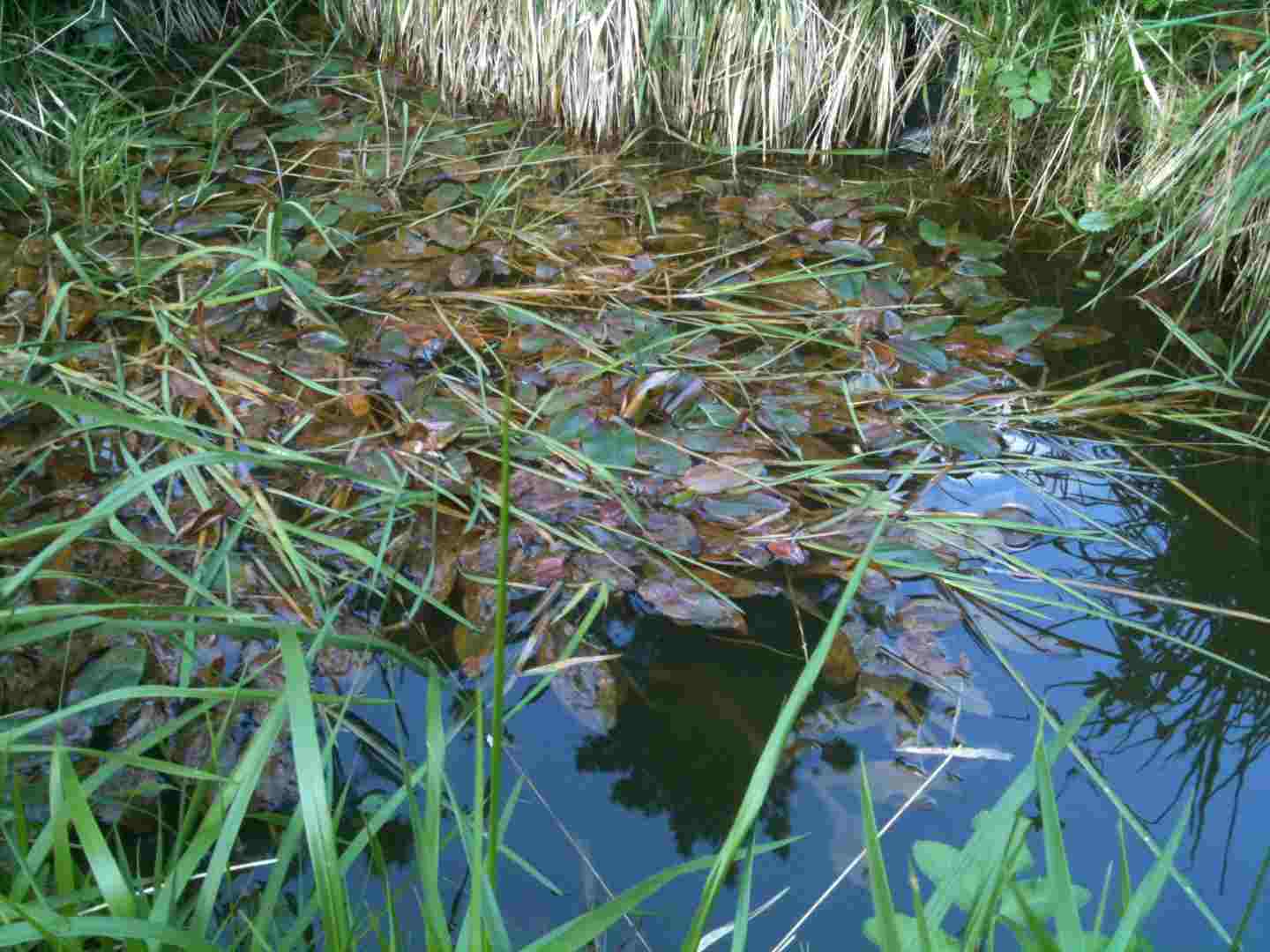 015 [horsfieldi].jpg