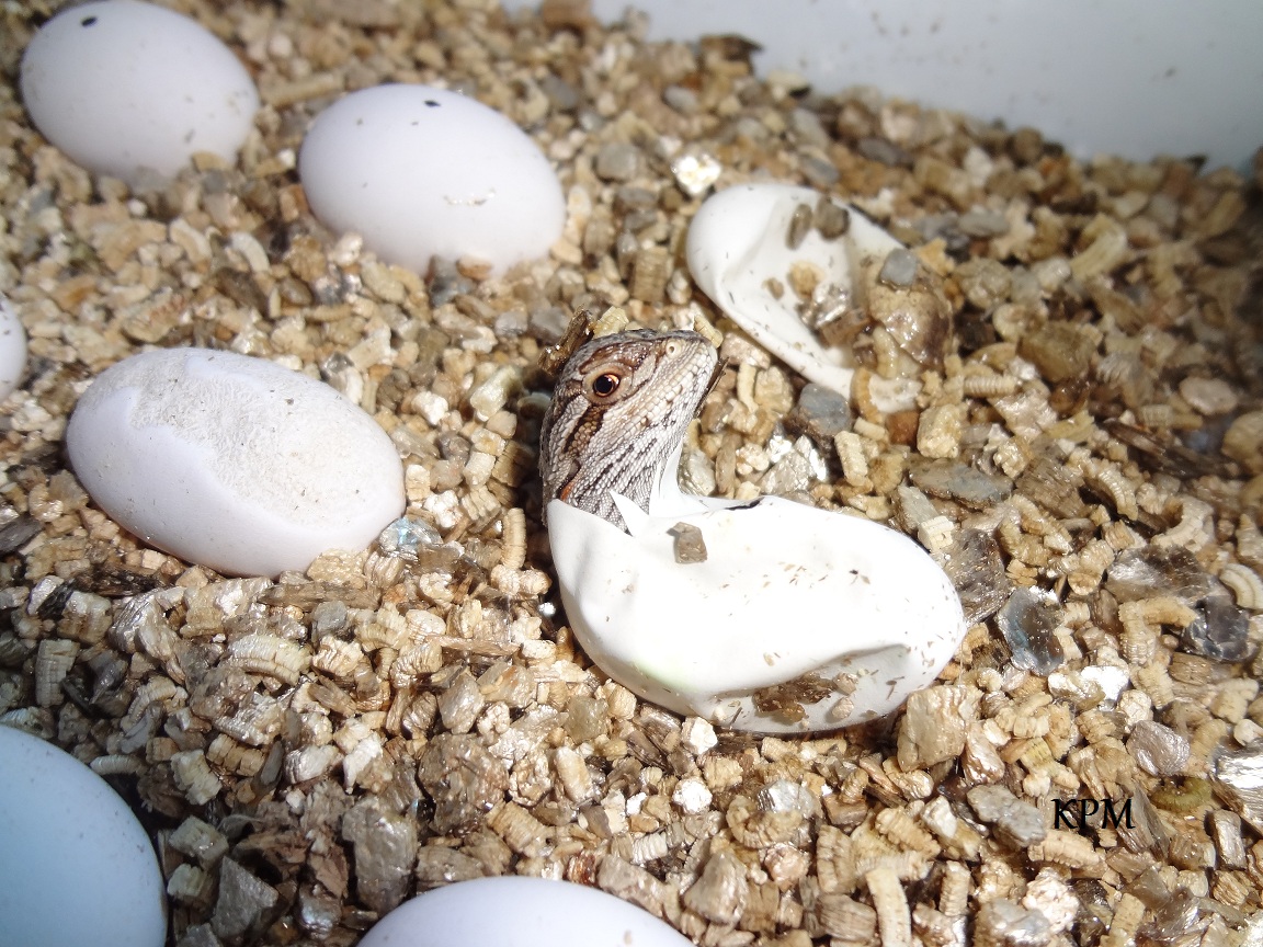 02-07-2012 (9) KPM.jpg