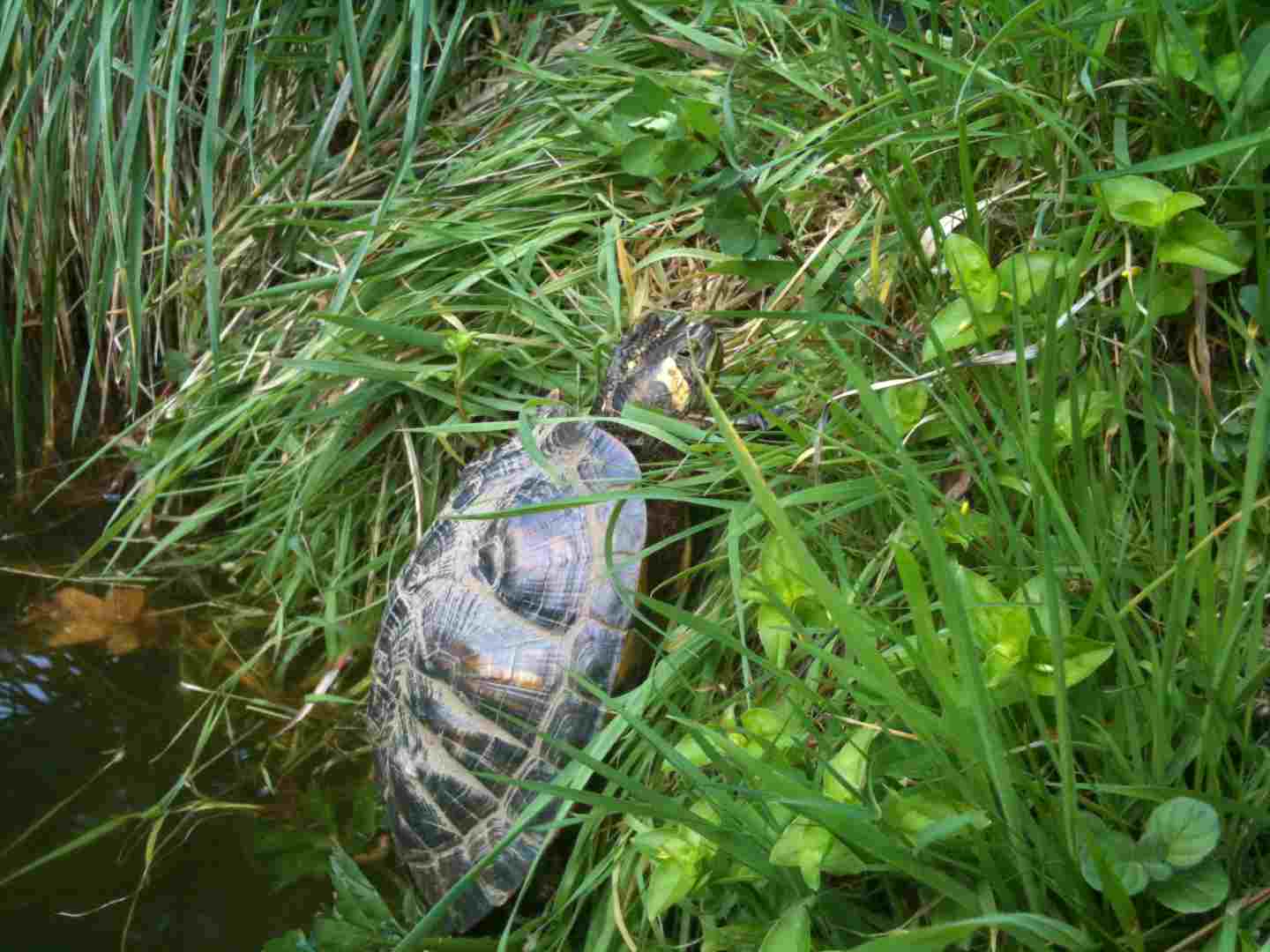 026 [horsfieldi].JPG