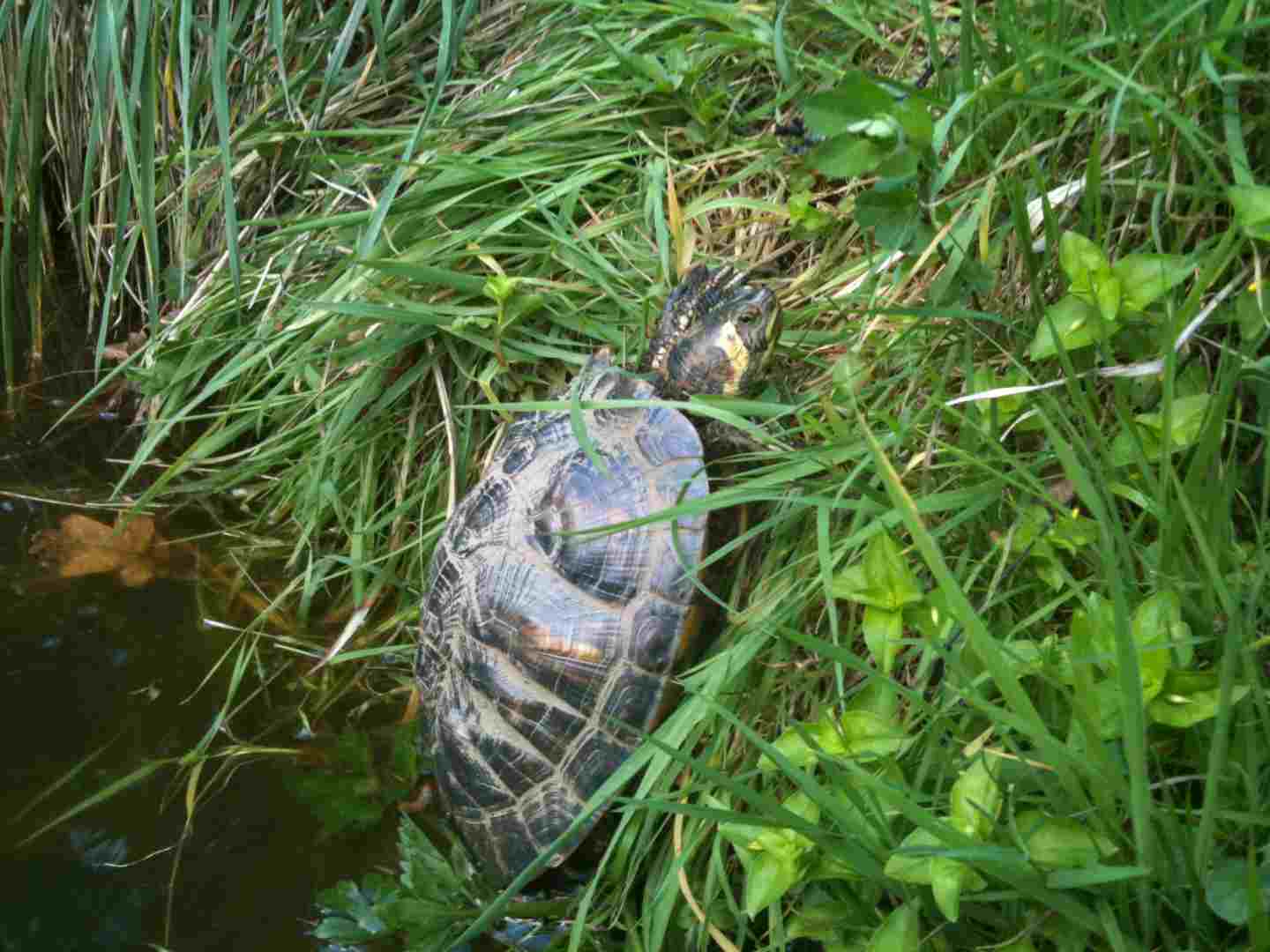 027 [horsfieldi].JPG