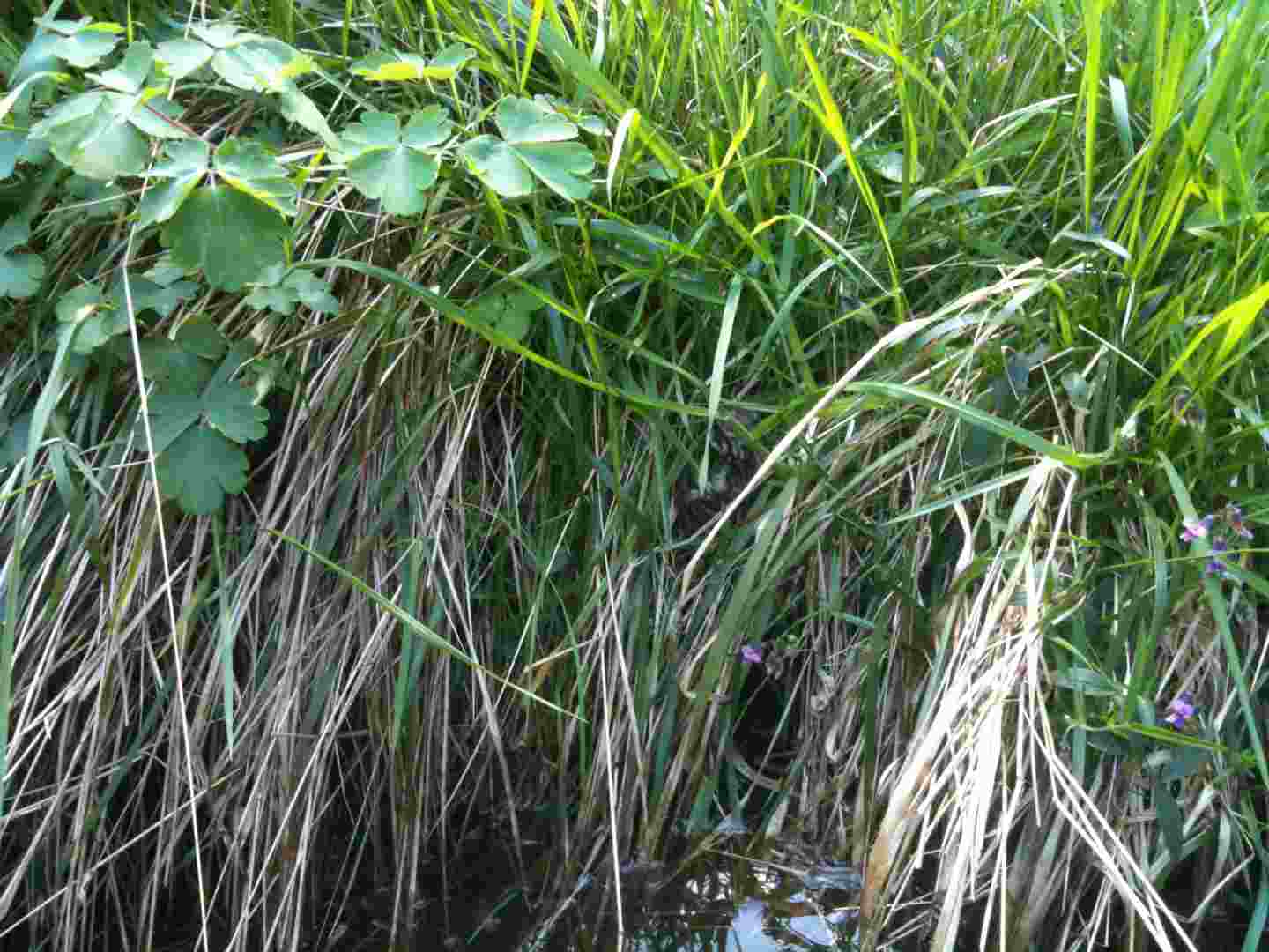 032 [horsfieldi].jpg