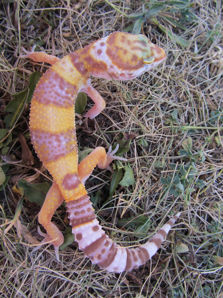 04 08 11 Cria 3 Mafalda 012