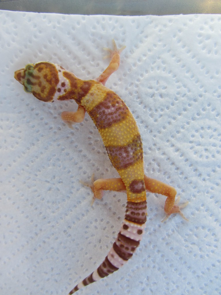 04 08 11 Cria 3 Mafalda 028