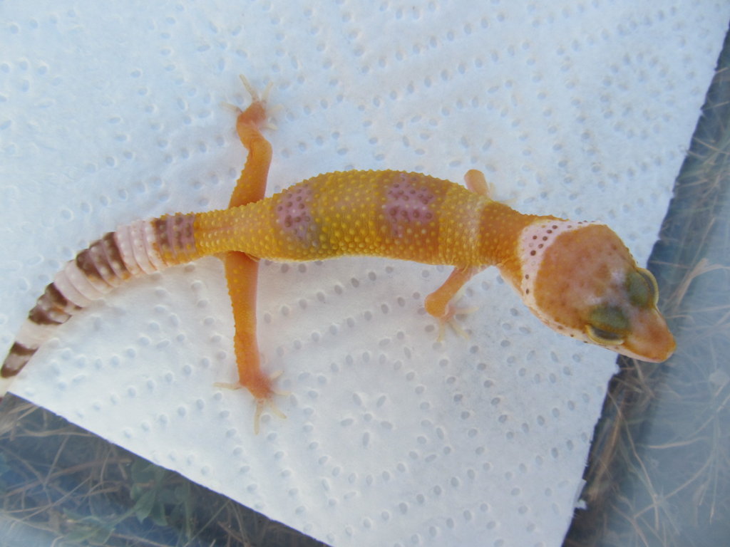 04 08 11 Cria 5 Mafalda 057