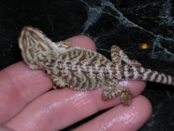 04 29-11-05 3semanas.jpg