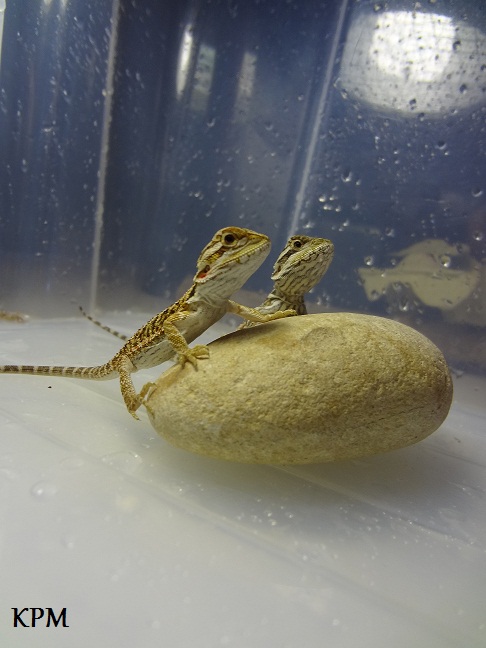 05-08-2012 (5) KPM.jpg