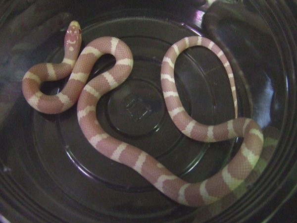 06-02-13albino-m-01-02.jpg