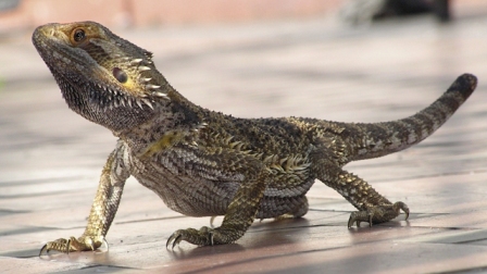 06- Pasarela Cibeles.JPG