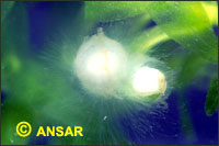 08 Huevos con hongos de Tr