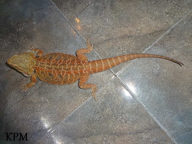 09-08-2012 (4) KPM.jpg