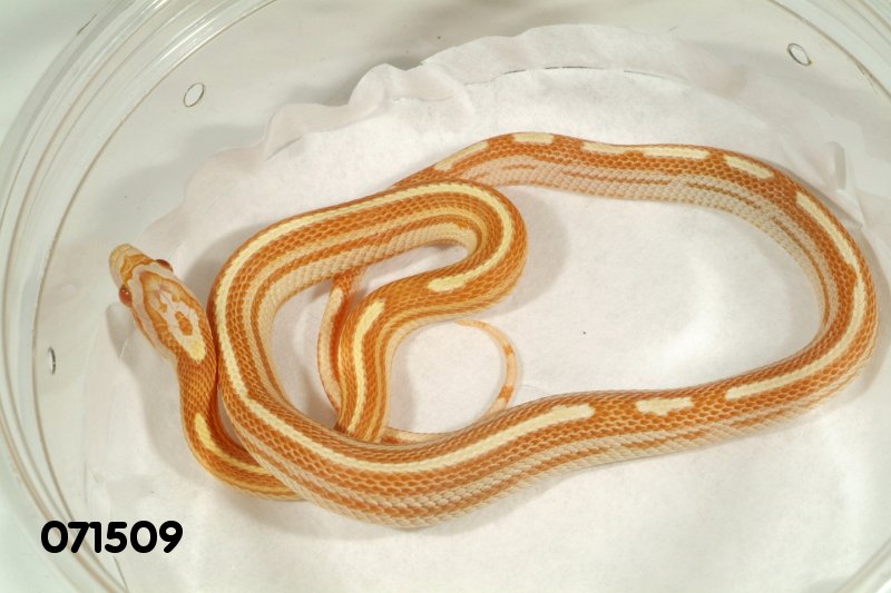 0Striped Butter Motley Corn Snake   71509f.jpg