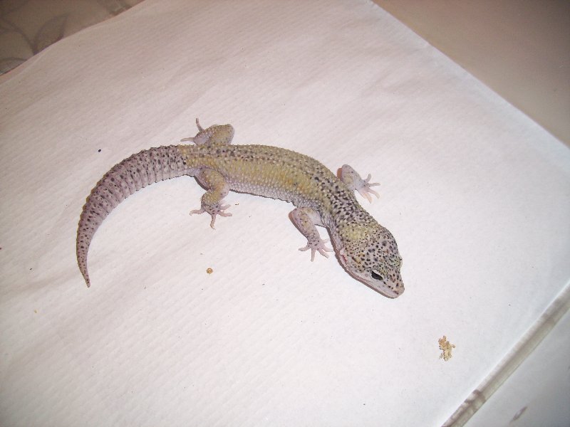 1.0 black hole het raptor.jpg