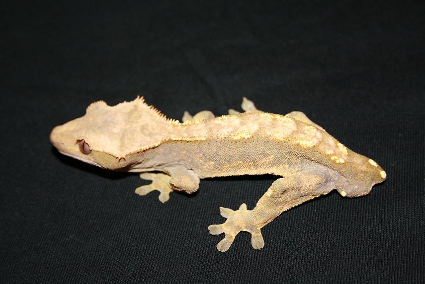 1.0 ciliatus (2).JPG