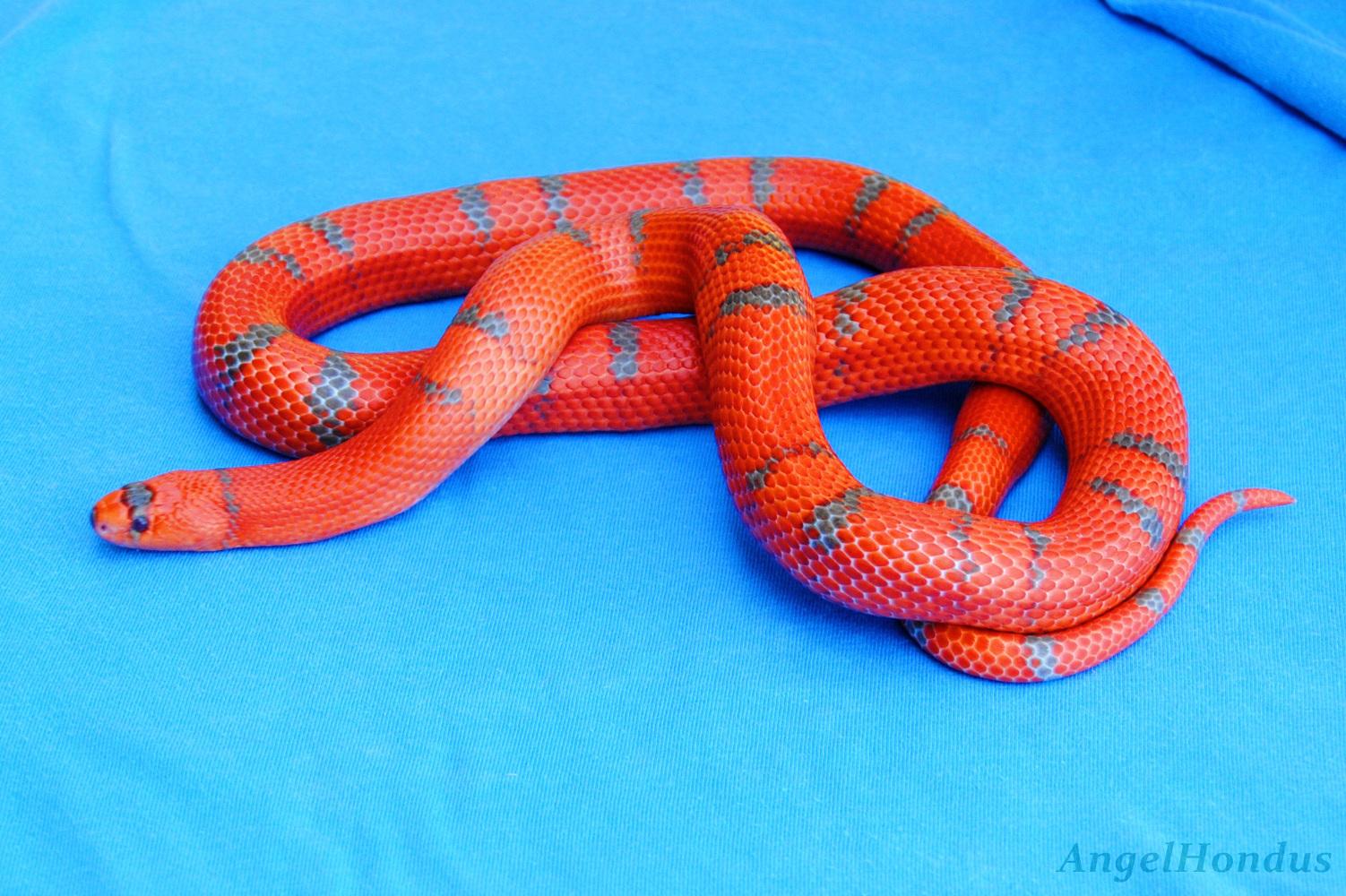 1.0 Extreme hypo tangerino (pinstripped).JPG