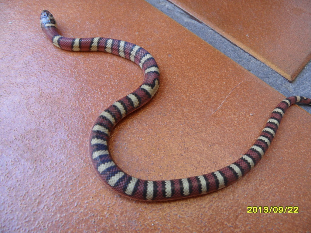 1.0 Lampropeltis mexicana thayeri