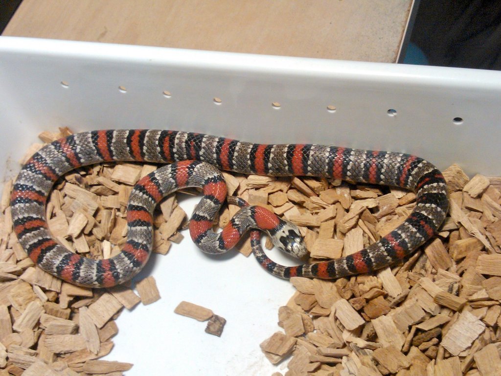 1.0 Lampropeltis mexicana thayeri