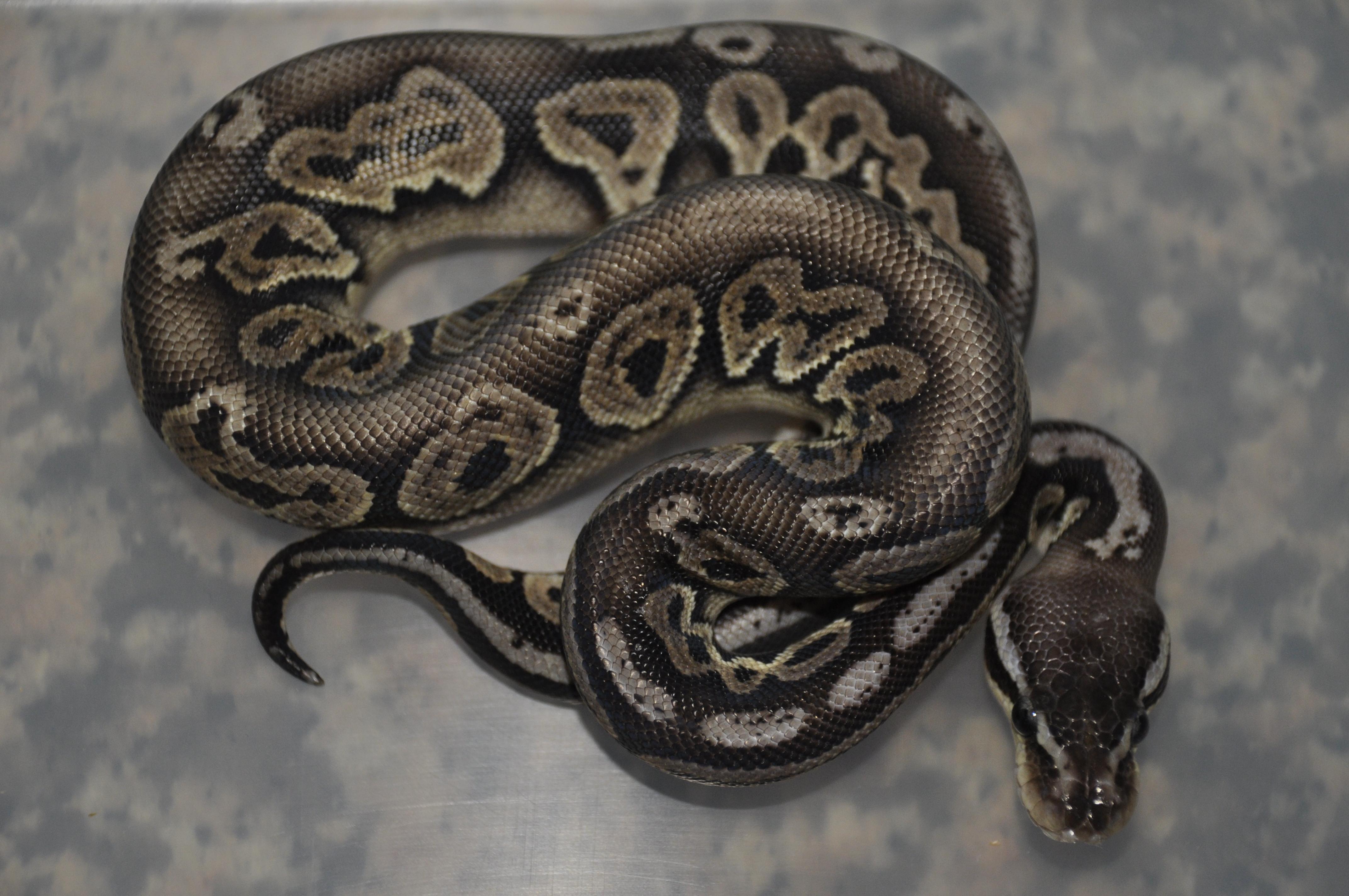 1.0 Python Regius Black Pewter.jpg