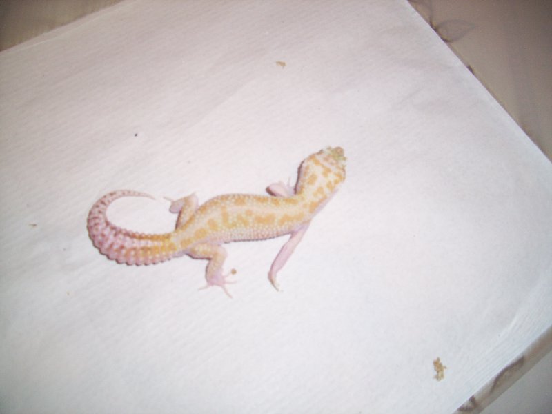 1.0 raptor het Db.jpg