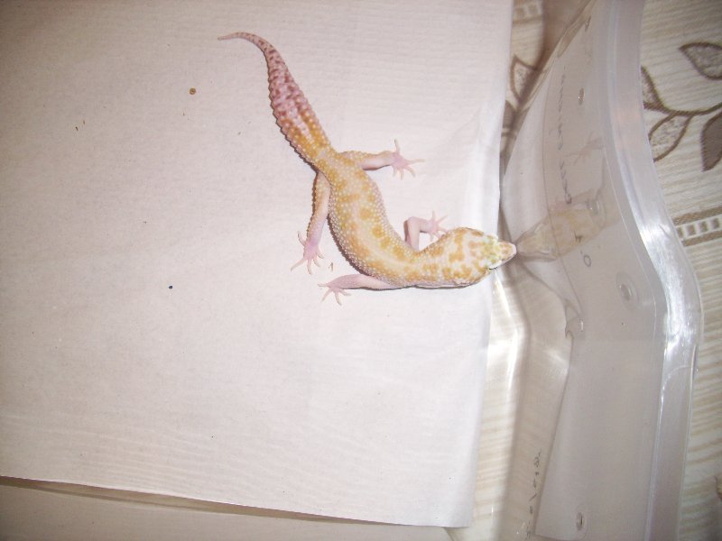 1.0 raptor het Db1.jpg