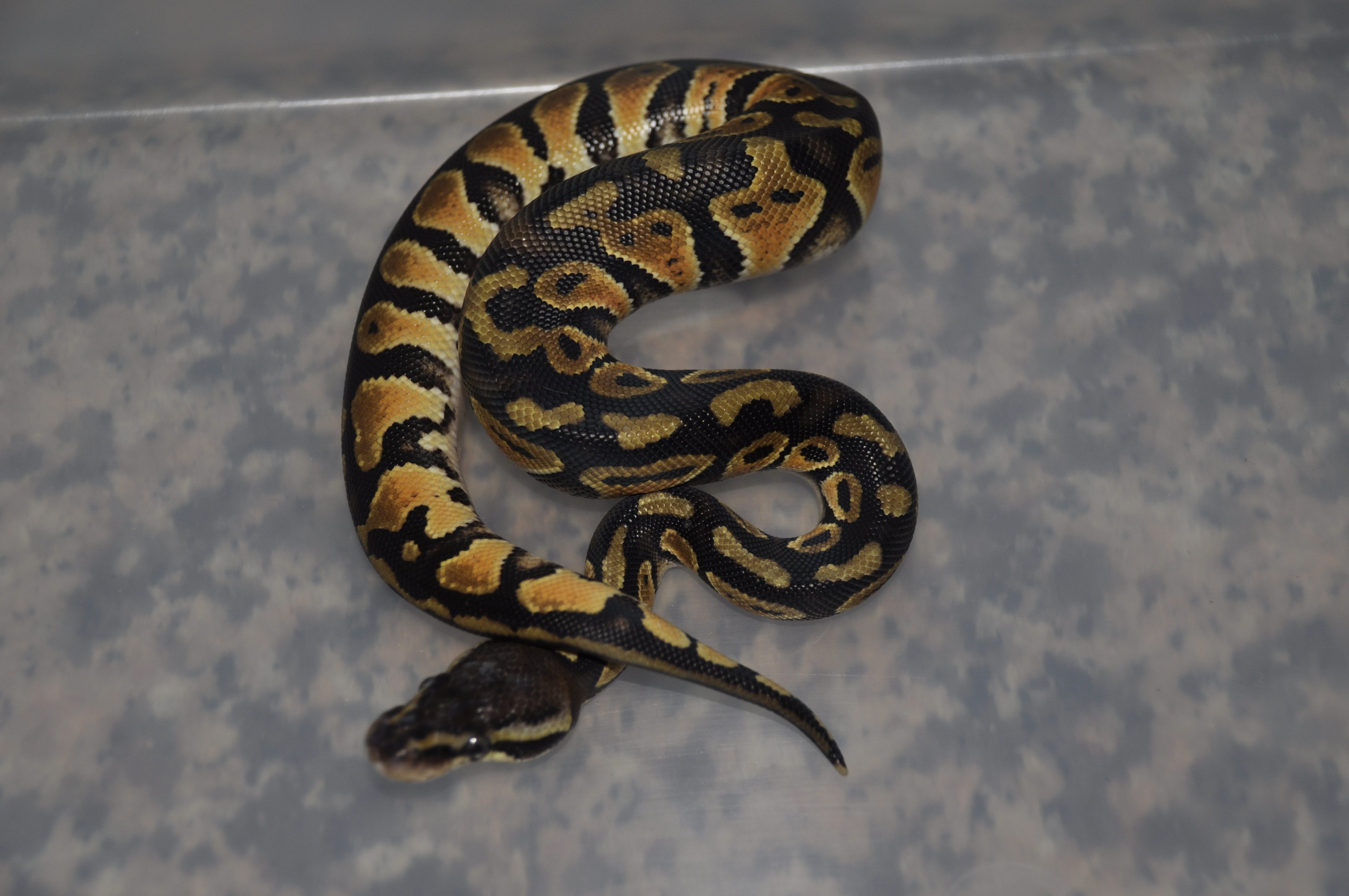 1.0 regius pastel.jpg