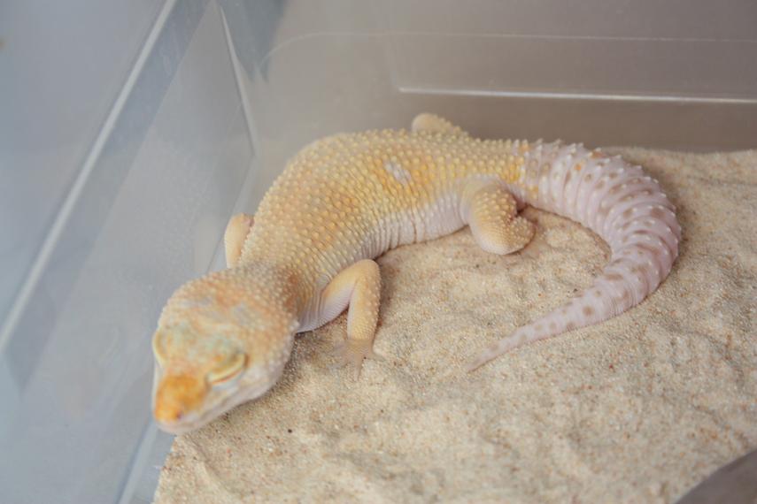 1.0 TREMPER ENIGMA het ECLIPSE.JPG