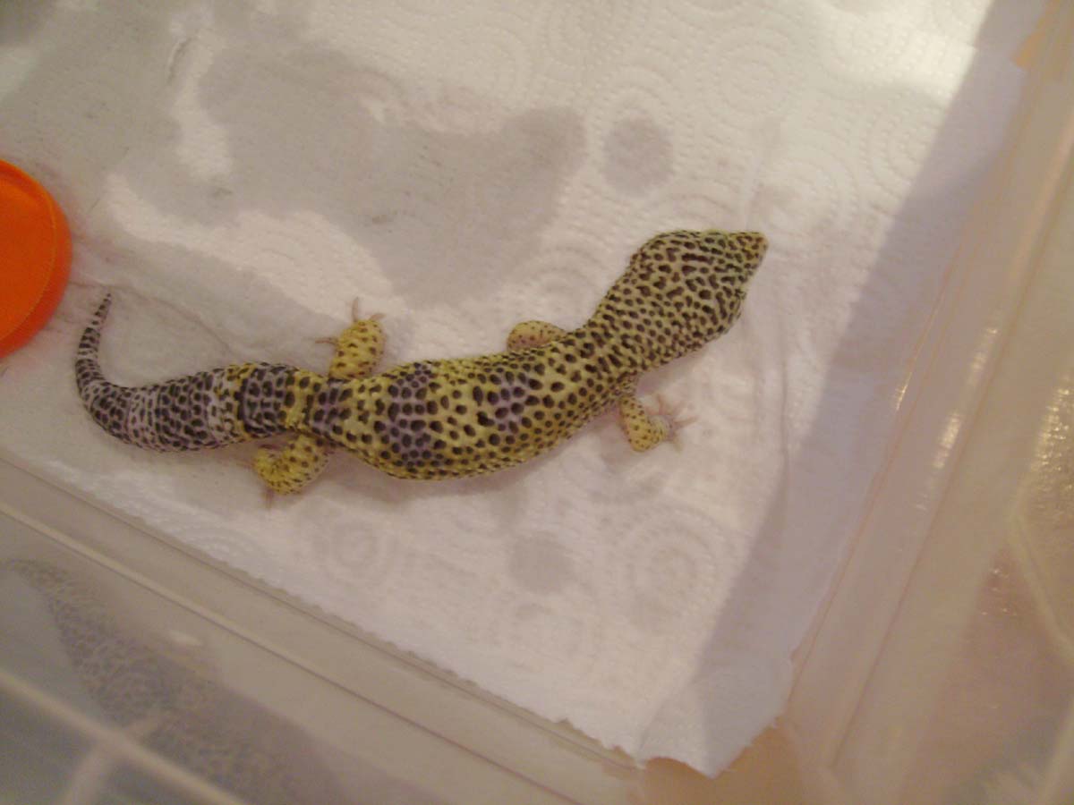 1.0Nominal.1año y medio.jpg