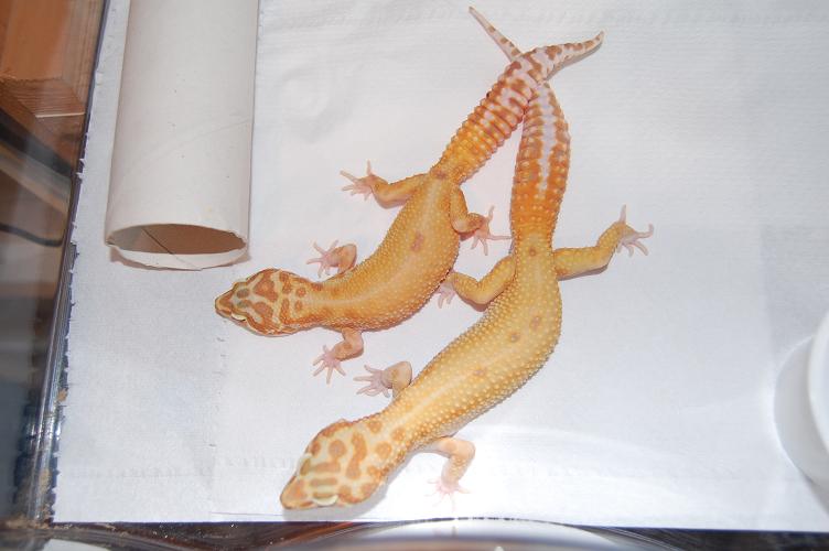 1.1 aptor het.raptor.JPG